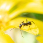 働かないアリと終身雇用の終焉