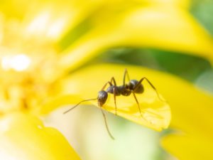 働かないアリと終身雇用の終焉